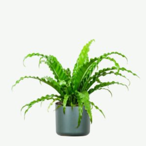 plants ecommerce product featured img 8